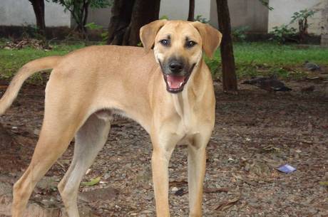 cão vira-lata cão vira-lata