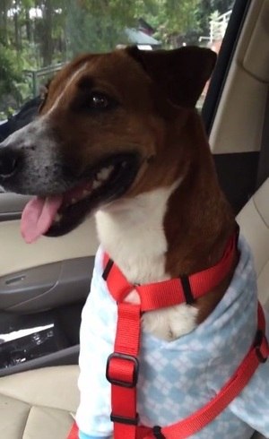 Nino, o cachorrinho adotado por Rafael Vitti e Tata Werneck