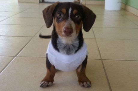 Essa filhote de dachshund acabou de ser castrada (por isso a roupinha) e já foi adotada; está só esperando a nova família ir buscá-la
