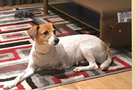 Com três patas, Ana ficou cinco anos no abrigo até ser adotada, em julho deste ano