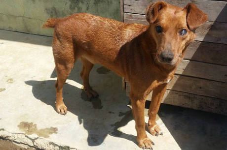 Bob tem cerca de 5 anos e já chegou cego ao abrigo da ONG Adote um Focinho; ele é calmo e alegre, mas espera por adoação há três anos