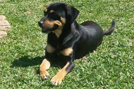 Amora é jovem, cheia de energia e aguarda por um dono que goste de brincar e levá-la para passear