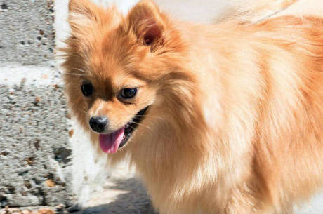 Cães de raça costumam ser adotados com rapidez
