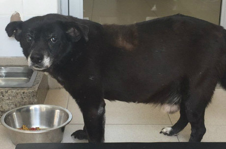 Paradão e bonzinho, o idoso Luke é um dos cães mais antigos que vivem no CCZ - está à espera de um lar desde 2008
