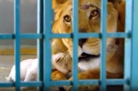 Abandonados em jaulas, os animais estavam morrendo de fome