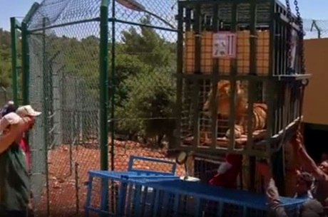 A maioria dos 150 animais que viviam no zoológico Mundo Mágico, em Aleppo, foram mortos por bombas