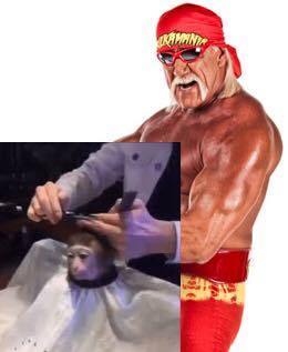 Meme do macaco cortando o cabelo está fora de controle - Fotos - R7 Humor