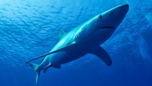 Tubarão azul ataca pescador na costa norte de Portugal