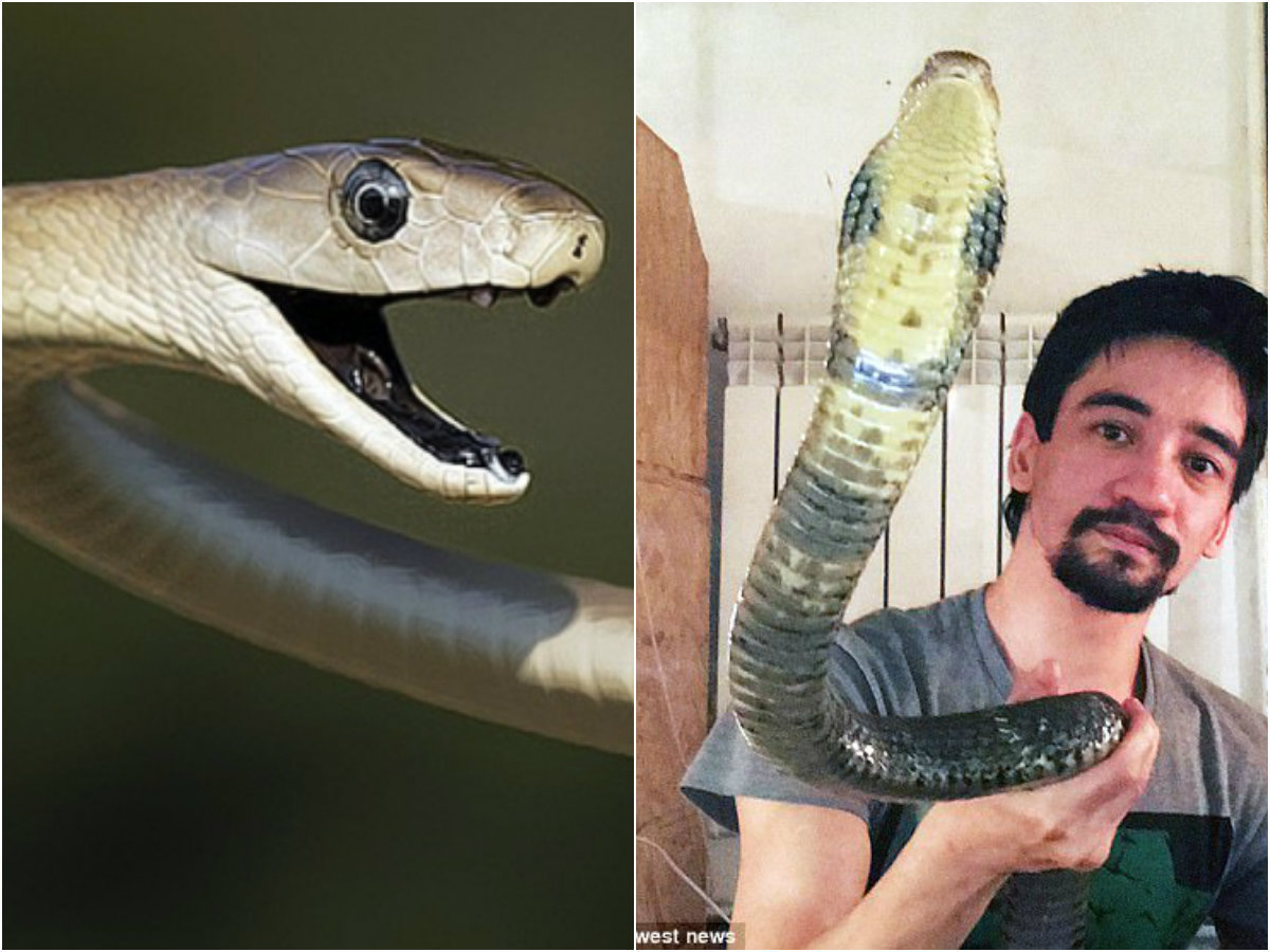 (Vídeo) Biólogo é atacado por serpente enquanto gravava vídeo em