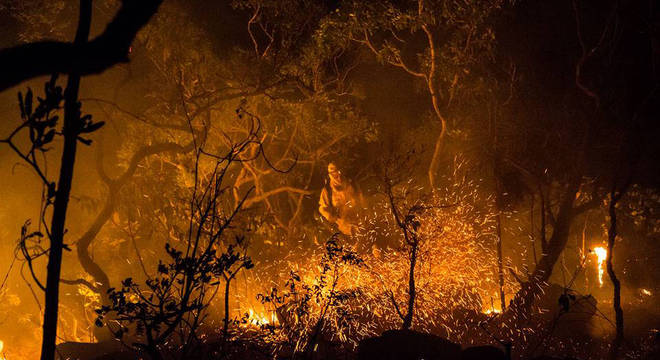 Quase 15% da área do parque, em Goiás, já queimaram no incêndio