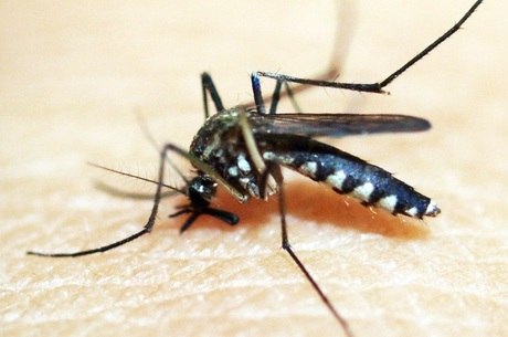 Aedes pode ser tornar transmissor da febre amarela
