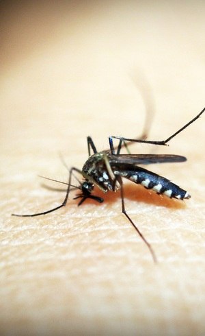 Aedes aegypti: vetor de dengue, zika e chikungunya 