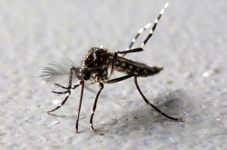 O Aedes aegypti é um dos transmissores da doença
