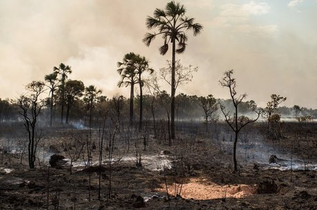 Fogo destruiu cerca de 27% do Parque Nacional
