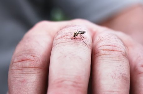 Malária é causada por parasitas transmitidos pelo Anopheles