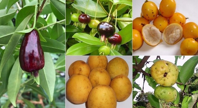 No sentido horário, grumixama, bacupari-mirim, ubajaí, araçá-piranga e cereja-do-rio-grande, candidatas a novas "superfrutas", segundo cientistas