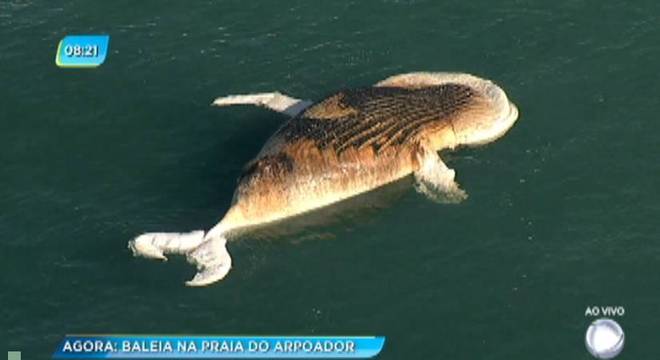 Segundo especialista, corpo de baleia encalhada é da espécie jubarte