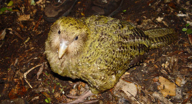 O Kakapo tem as asas atrofiadas por causa de seu peso elevado