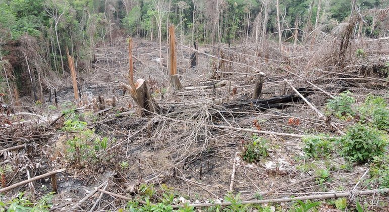 Dados do Inpe apontam que mais de 2,6 mil hectares foram desmatados na Terra Sarauá
