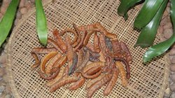 O fruto amazônico que pode baratear e simplificar o tratamento da leishmaniose