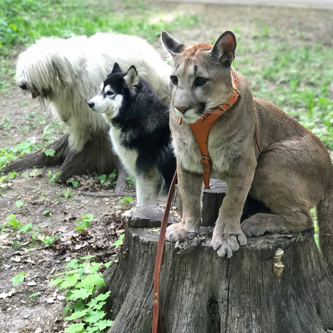 Puma que seria sacrificado é adotado e é tão mimado quanto um gato de  estimação