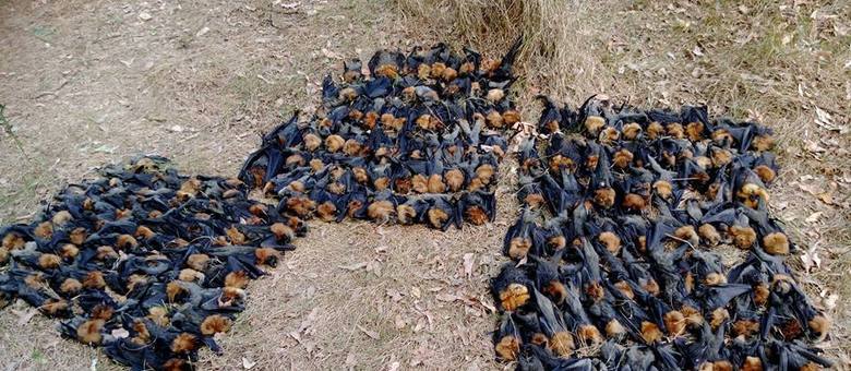 ONG postou foto de morcegos mortos; onda de calor atingiu Sydney