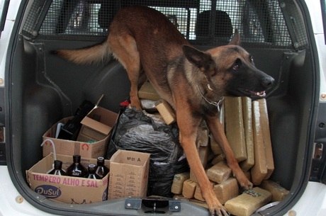 Na foto, cão da PM achou 70 tijolos de maconha em Campinas