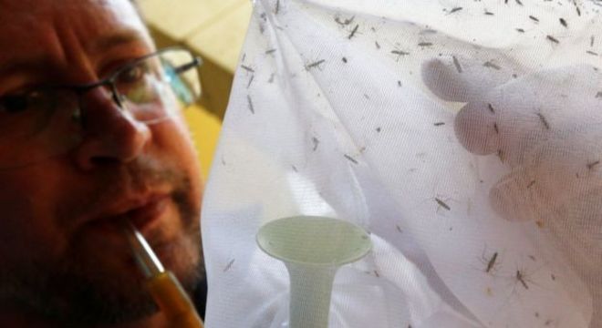 Mosquitos que transmitem febre amarela na área rural são diferentes dos da área urbana; transmissão da doença não é registrada em cidades desde 1942