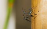 Mosquitos do gênero Sabethes estão entre os transmissores da febre amarela silvestre