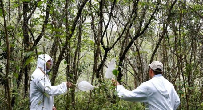 23 parques da capital paulista estão fechados preventivamente desde outubro, após a morte de macacos por febre amarela
