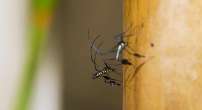 Mosquitos do gênero Sabethes estão entre os transmissores da febre amarela silvestre