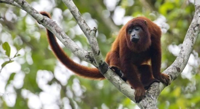 Macacos não transmitem a doença diretamente, mas são o principal hospedeiro do vírus da febre amarela silvestre