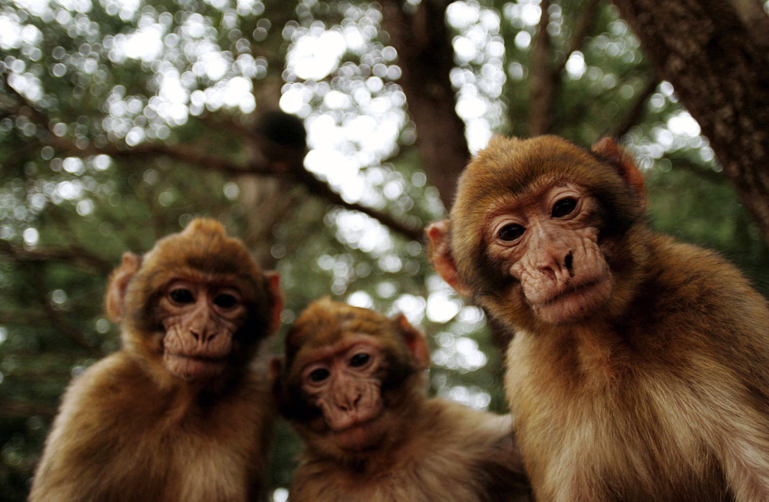 Macaco Sagui - Jaraguá do Sul 