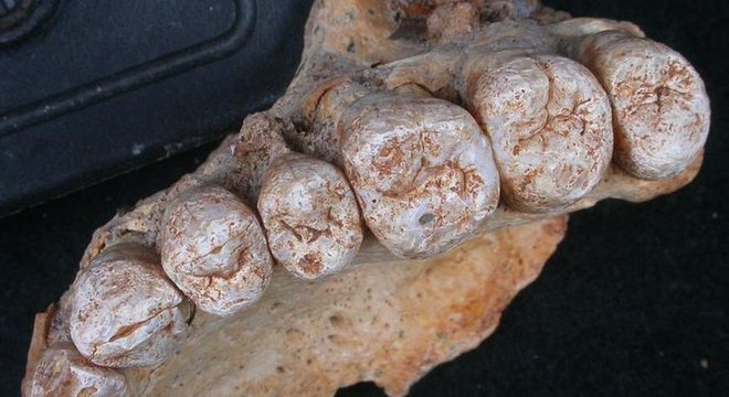 Fragmento de mandíbula encontrado na caverna Misliya tem tamanho compatível com a de humanos modernos