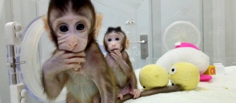 Zhong Zhong e Hua-Hua foram criados a partir de DNA retirado de célula do olho