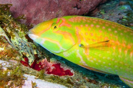Os pesquisadores registraram 13 espécies de peixes recifais endêmicas (restritas ao local) na cordilheira até agora