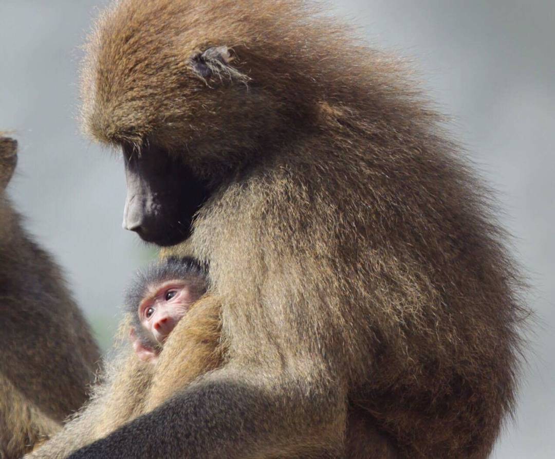 Macaco Sagui - Jaraguá do Sul 