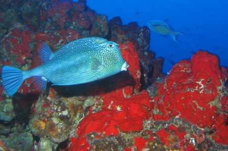 A reserva tem 40 tipos de moluscos, 28 de esponjas, 87 de peixes de mar aberto, 17 de tubarões e 12 de golfinhos e baleias