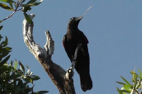 "É necessária uma compreensão sofisticada dos problemas e grande criatividade para desenvolver as surpreendentes soluções usadas por esses pássaros", diz cientista
