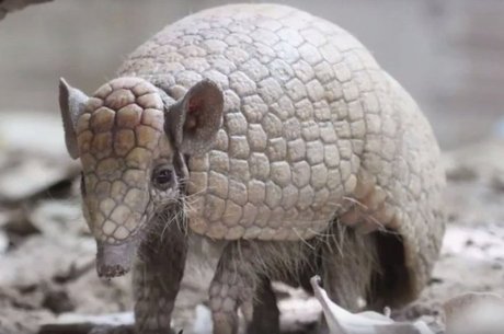 Tatu-bola existe apenas no Brasil