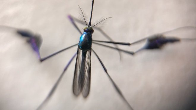 A febre amarela, provocada pela picada dos mosquitosÂ Haemagogus ou Sabethes (foto), que habitam regiÃ£o de mata, causa sintomas como febre com calafrio, dor de cabeÃ§a, dores musculares, mal estar e cansaÃ§o. A partir do terceiro dia, a maioria das pessoas jÃ¡ comeÃ§a a apresentar melhora. No entanto, 15% desenvolvem complicaÃ§Ãµes, entre elas hepatite e alteraÃ§Ã£o do funcionamento dos rins e do coraÃ§Ã£o, que podem levar Ã  morte