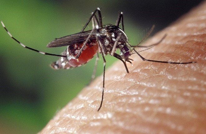 O Aedes albopictus não transmite doenças no Brasil, até o momento. Estudos comprovaram que a espécie carrega o vírus da febre amarela, mas não tem capacidade de transmiti-la. O mosquito também tem potencial para transmitir dengue, zika e chikungunya. Na Ásia e na América do Norte, ele transmite essas doenças. Ele está distribuído em áreas rurais da grande maioria dos Estados brasileiros. Apresenta o mesmo hábito alimentar do primo, Aedes egypti, com maior atividade no início da manhã e no final da tarde. A diferença é que não se alimenta preferencialmente de sangue humano, mas do animal que encontrar pela frente