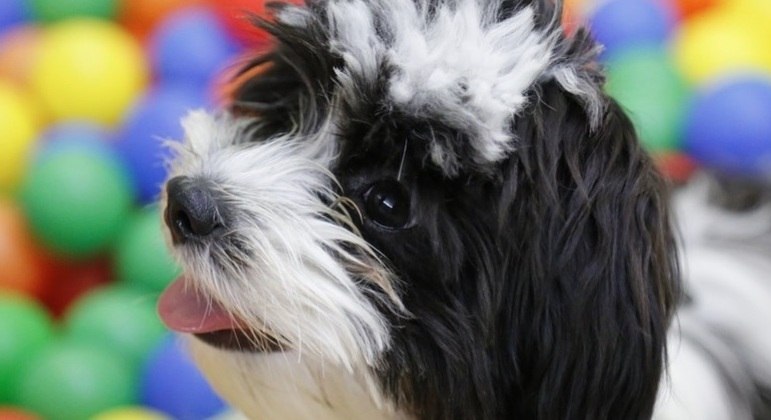 Pesquisa com cães foi realizada em uma universidade do Japão