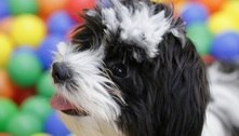 Cachorros 'choram' de alegria quando encontram os donos, aponta estudo