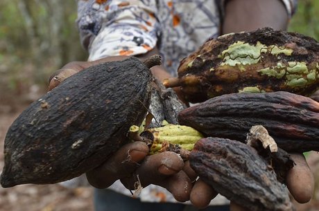 Os frutos do cacau são bastante sensíveis a insetos e parasitas