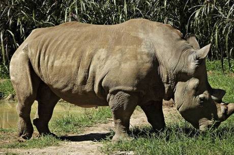 Rinoceronte Doran era um dos habitantes mais velhos do Zoológico