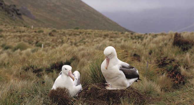  Ilha é marcada por uma vegetação rasteira - só tem uma árvore