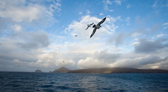 A árvore foi plantada em Campbell Island, ilha da Nova Zelândia
