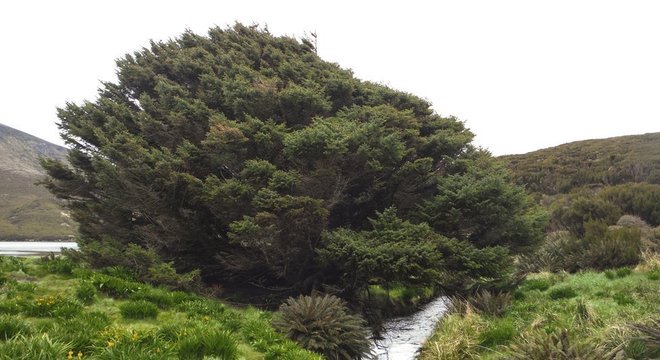 A árvore da espécie Picea sitchensi, localizada numa ilha na Nova Zelândia, foi plantada em 1905 e cresce em média 1 cm por ano
