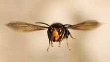 Autoridades entram em alerta após encontrarem novos ninhos de vespas assassinas gigantes